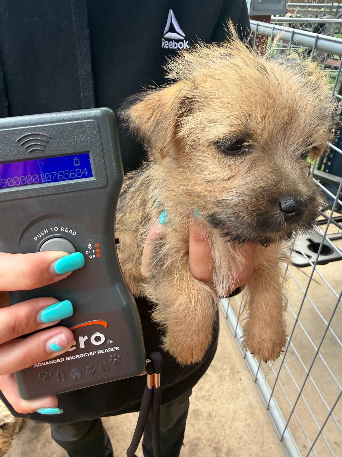 Cairn Terrier Puppies breeder image 21