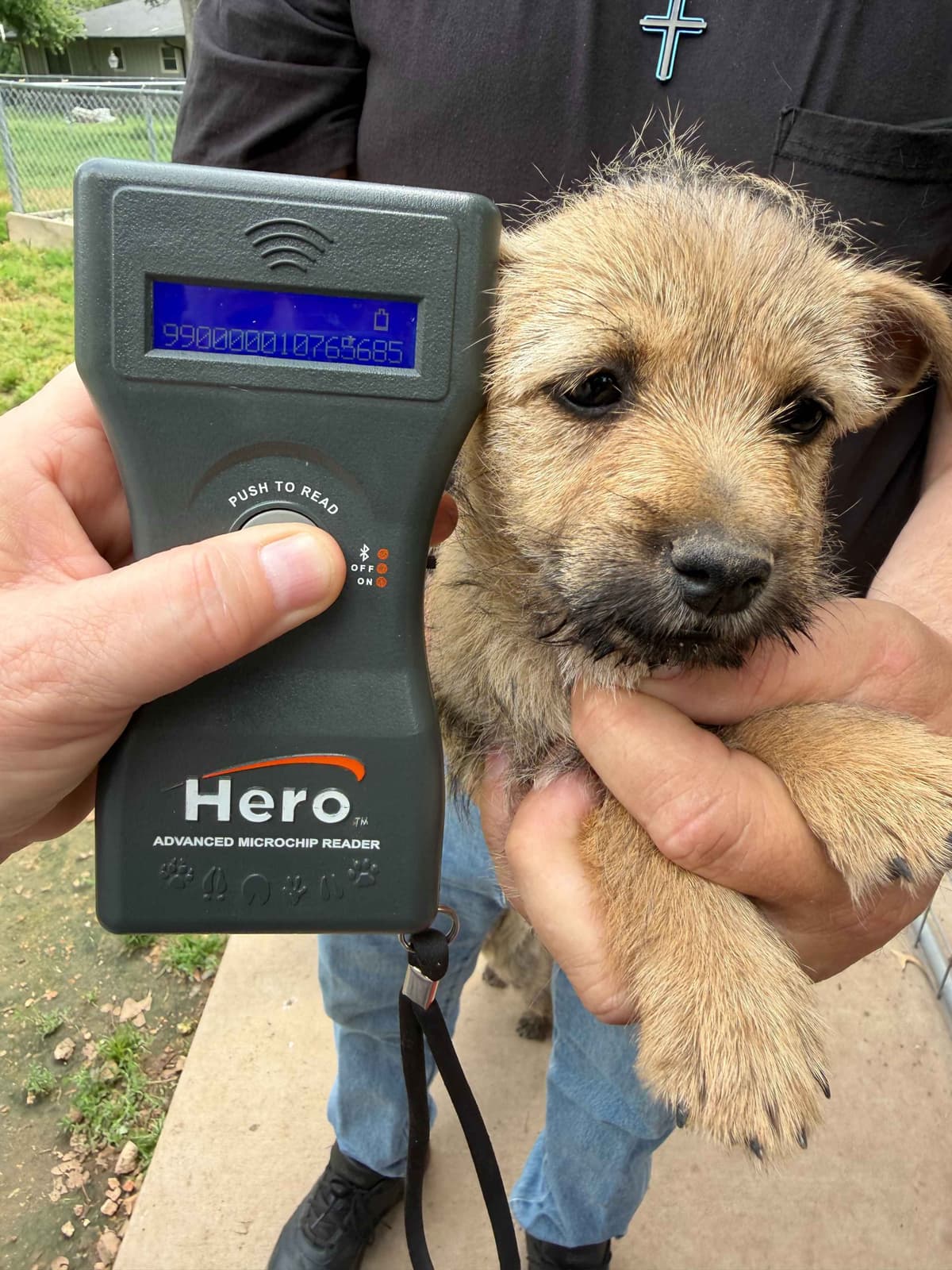 Cairn Terrier Puppies breeder image 28