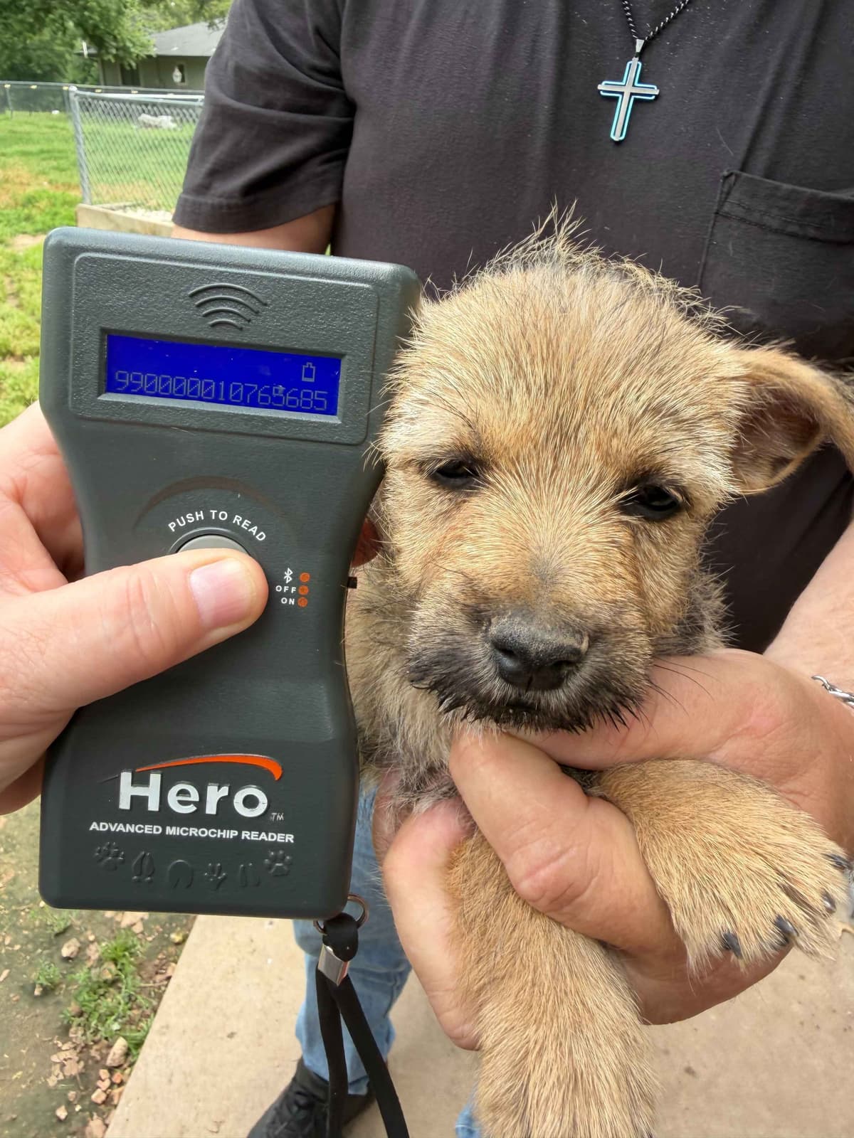 Cairn Terrier Puppies breeder image 1