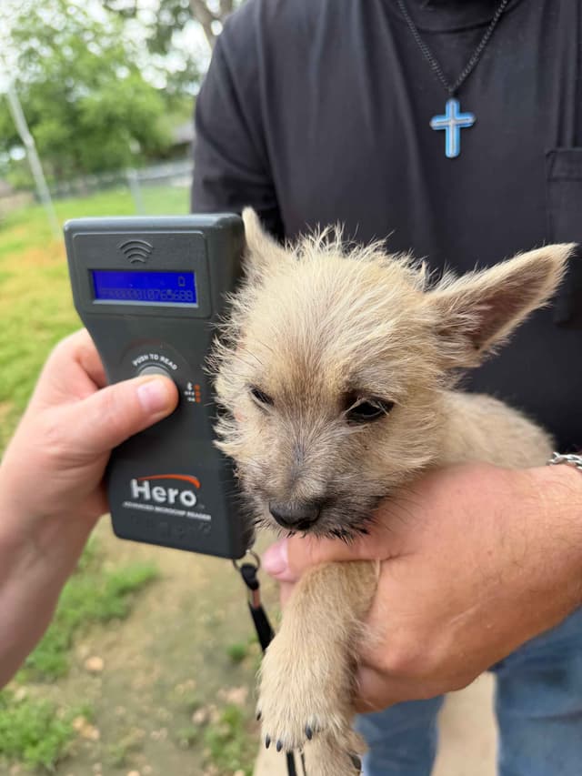 Cairn Terrier Puppies media 4