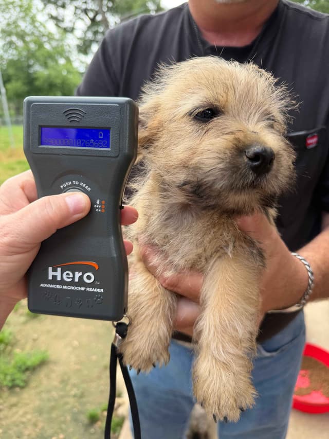 Cairn Terrier Puppies media 5