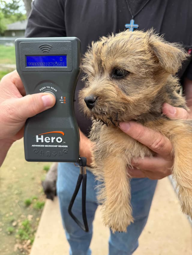 Cairn Terrier Puppies media 6