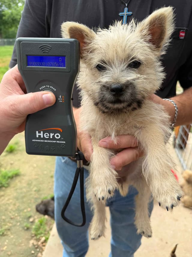 Cairn Terrier Puppies media 9