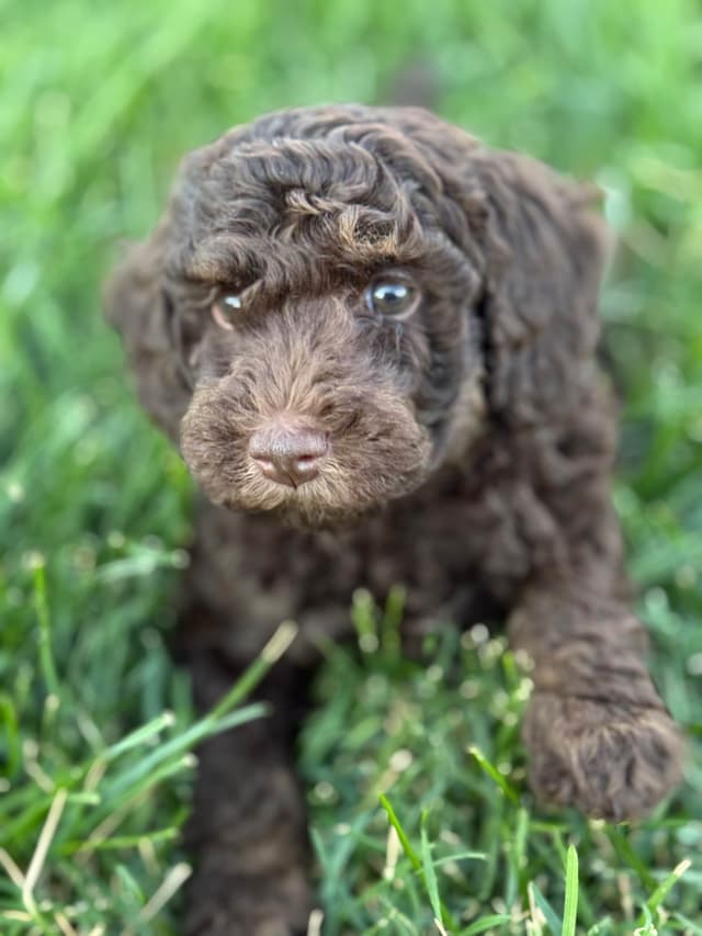 Poodle Puppies media 3