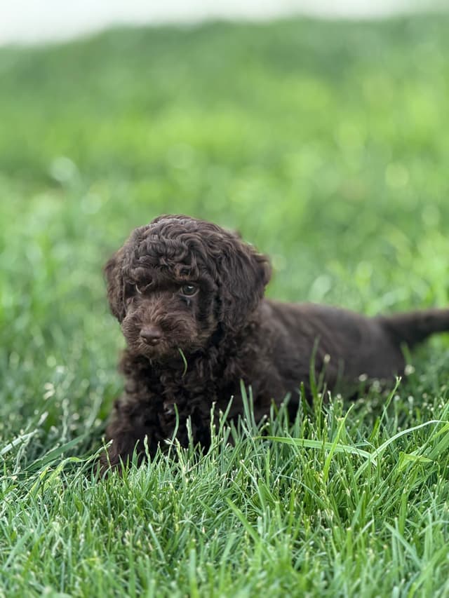 Poodle Puppies media 4