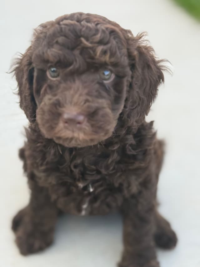 Poodle Puppies media 2