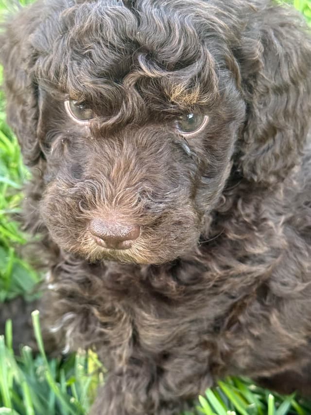 Poodle Puppies media 5