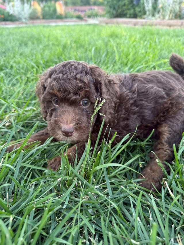Poodle Puppies media 7