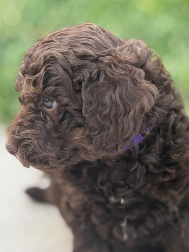Poodle Puppies media 6