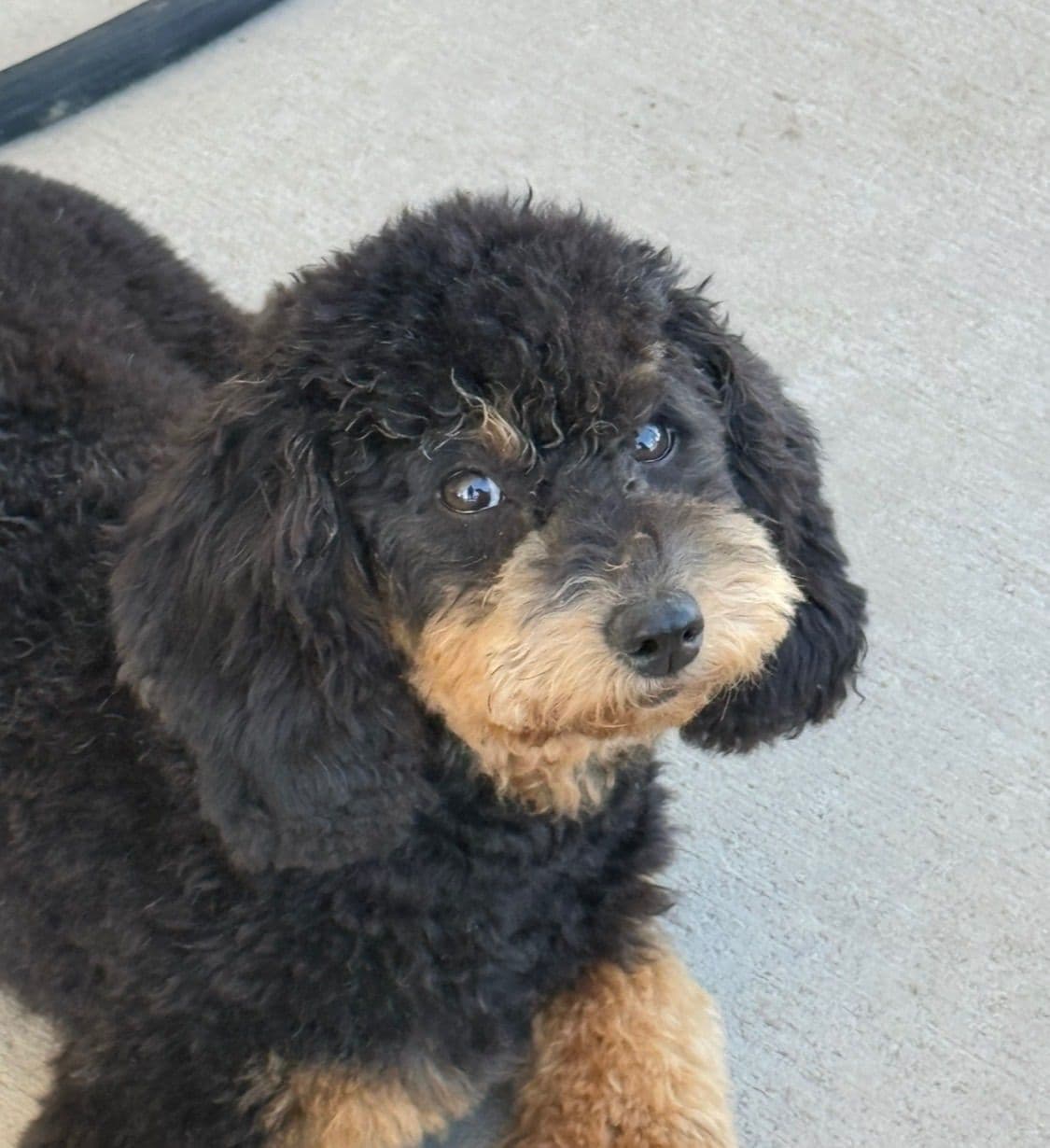 Poodle Puppies breeder image 1