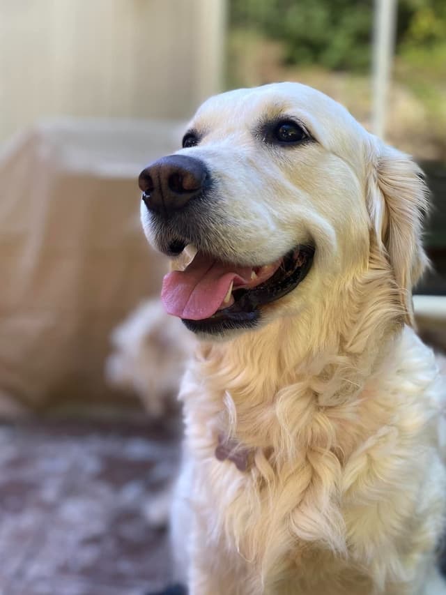 Golden Retriever Puppies media 2