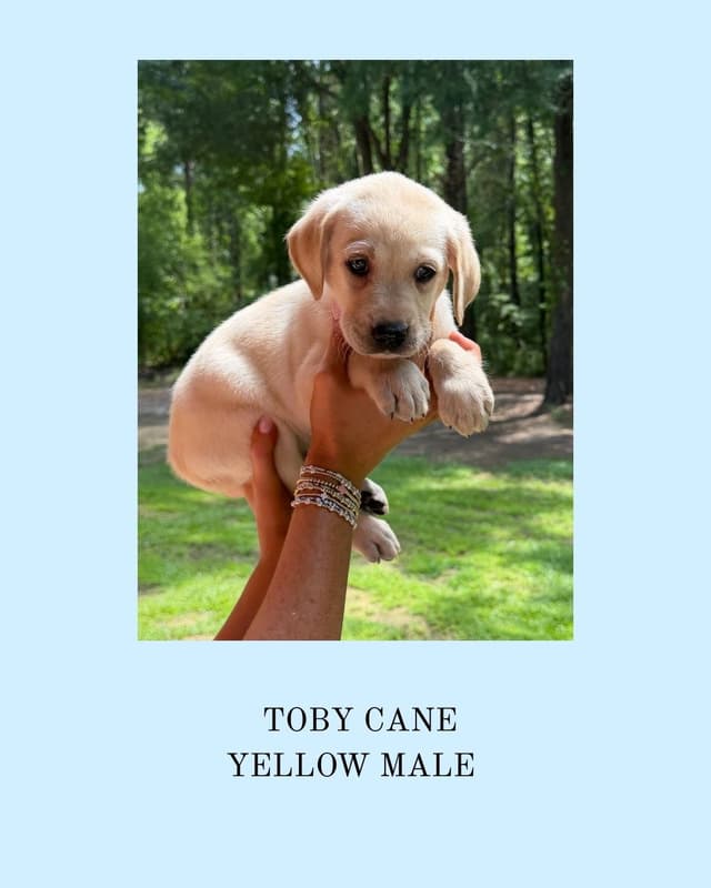 Labrador Retriever Puppies media 6