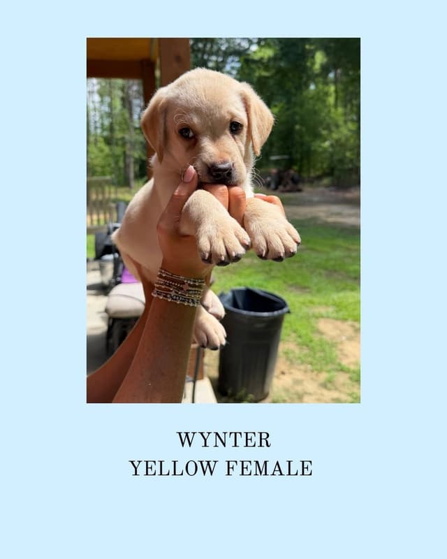 Labrador Retriever Puppies media 2