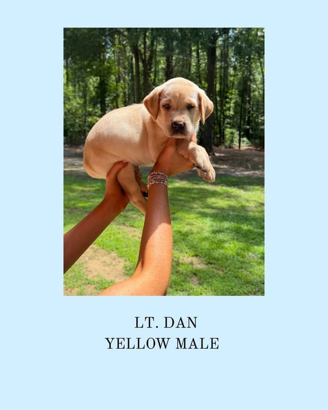 Labrador Retriever Puppies media 3