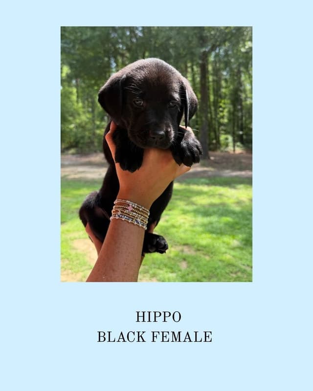 Labrador Retriever Puppies media 4