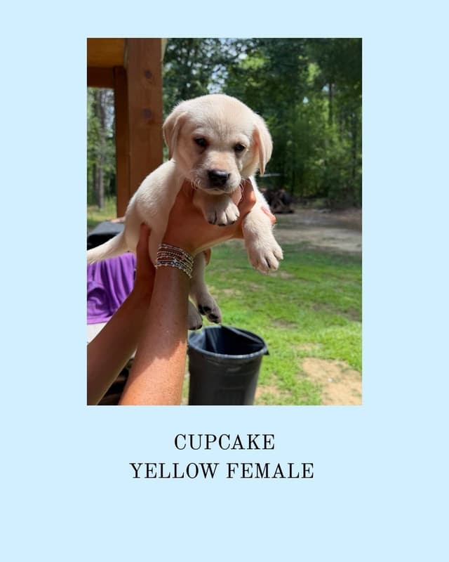 Labrador Retriever Puppies media 5