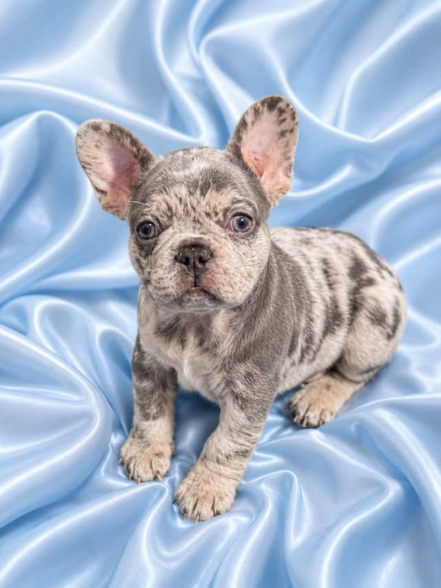 French Bulldog Puppies media 4