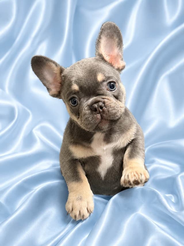 French Bulldog Puppies media 7