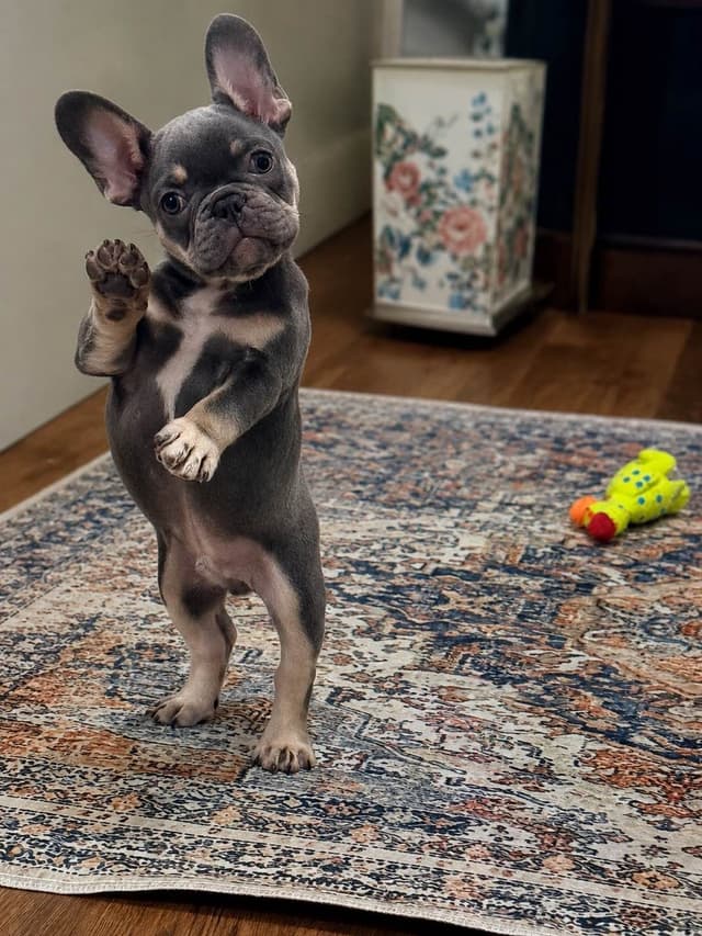 French Bulldog Puppies media 8