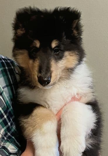 Collie Puppies media 2