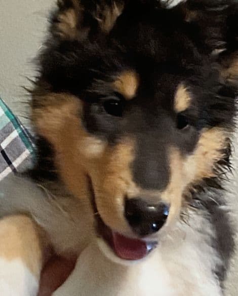 Collie Puppies media 4