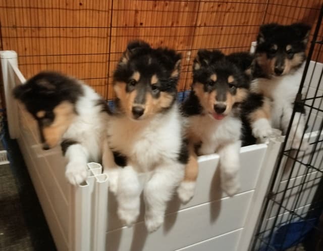 Collie Puppies media 5
