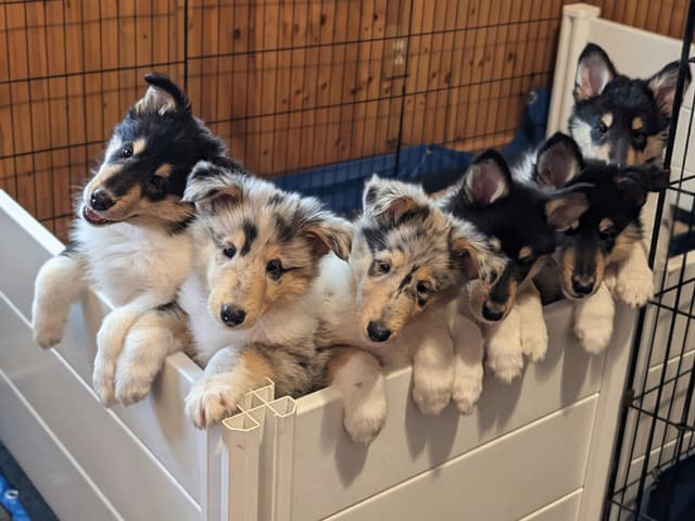 Collie Puppies media 6