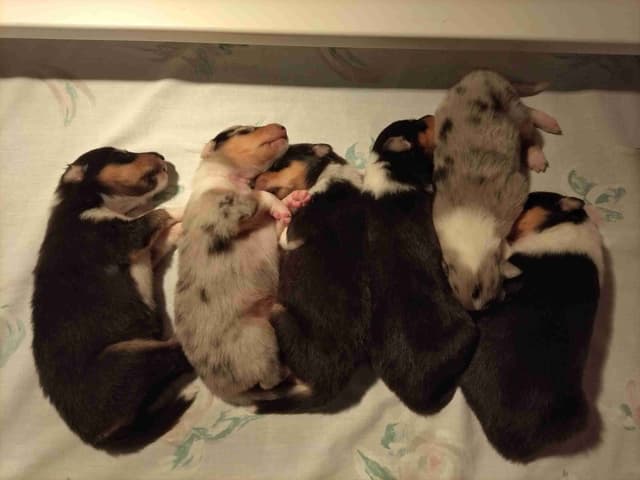 Collie Puppies media 8