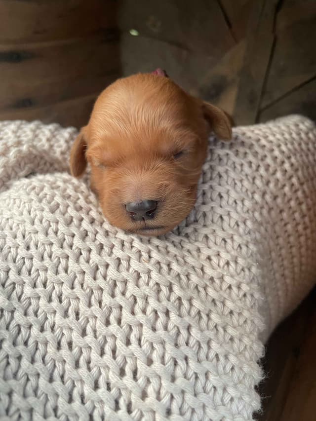 Pure Breed Golden Retriever Puppies media 2