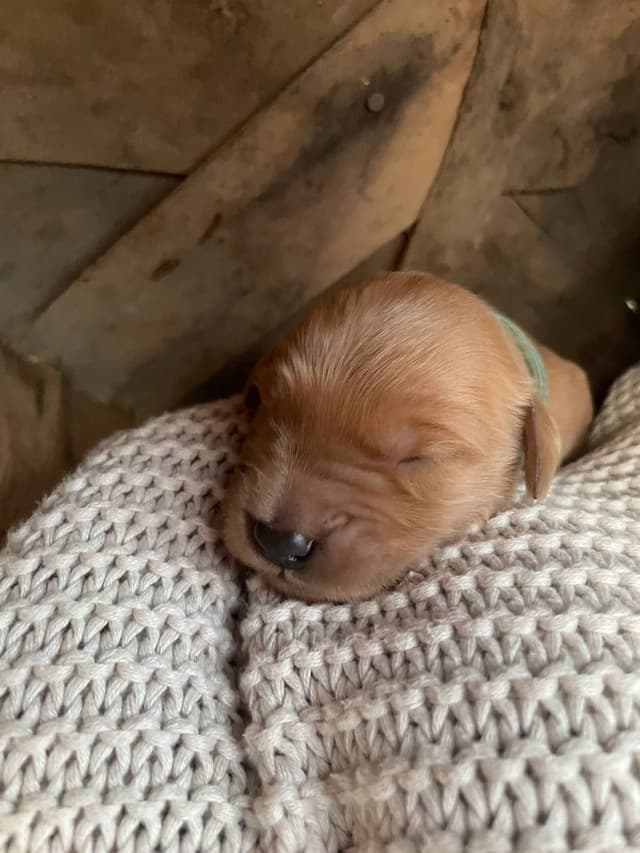 Pure Breed Golden Retriever Puppies media 3