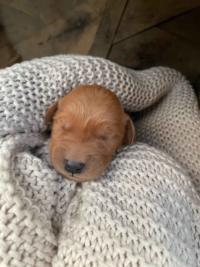 Pure Breed Golden Retriever Puppies media 4