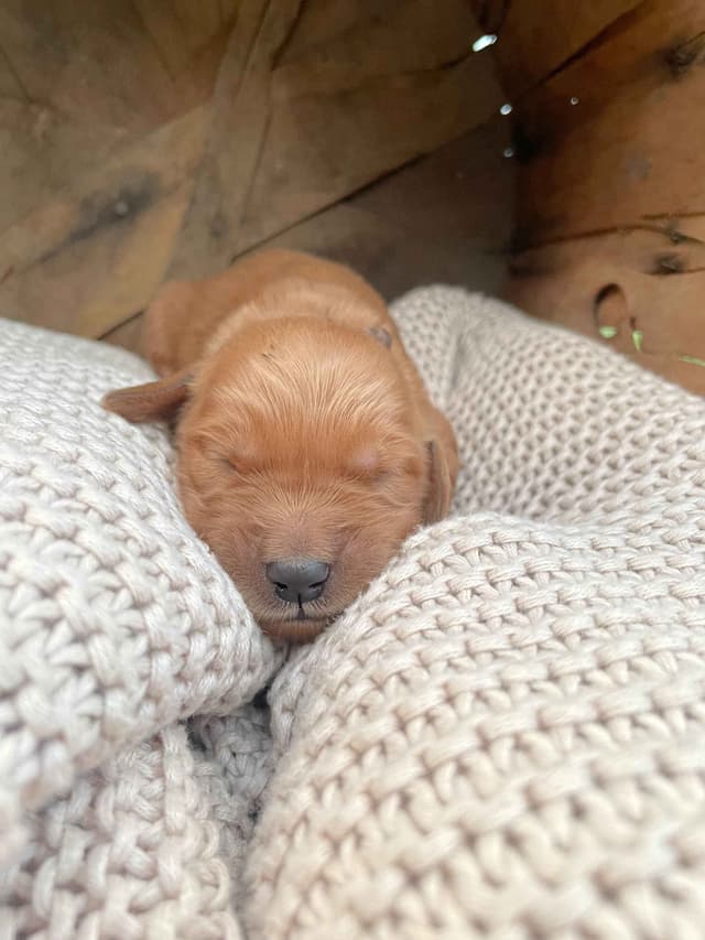 Pure Breed Golden Retriever Puppies media 5