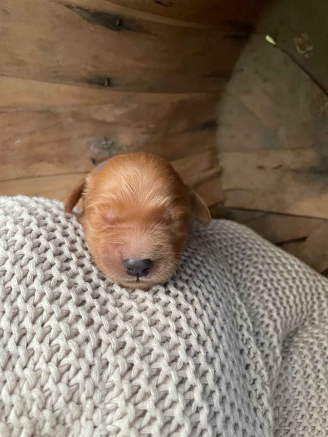 Pure Breed Golden Retriever Puppies media 6