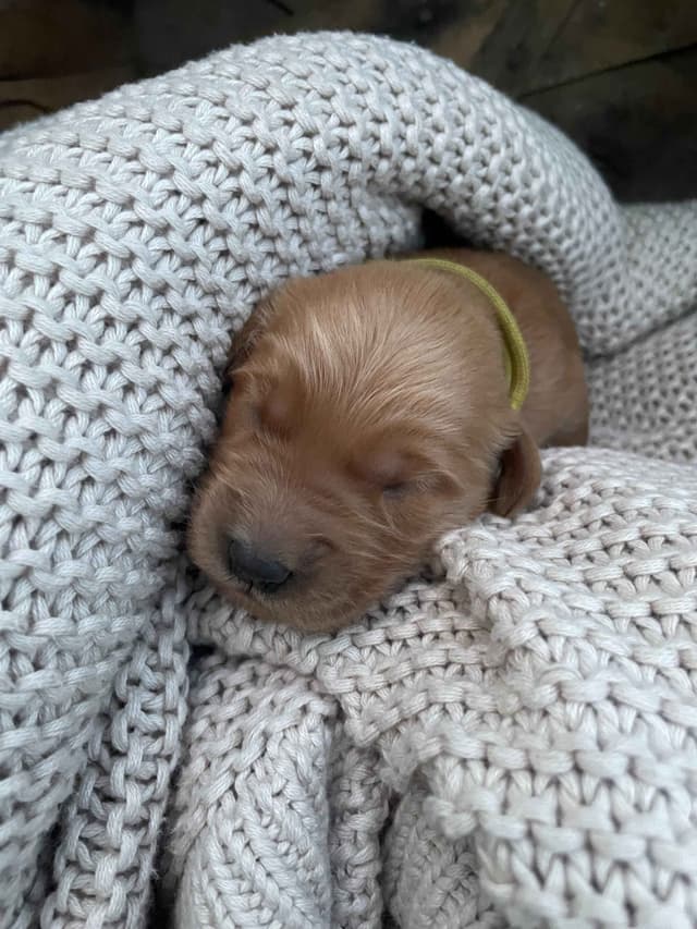 Pure Breed Golden Retriever Puppies media 10