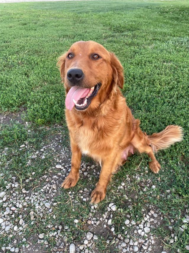 Pure Breed Golden Retriever Puppies media 13