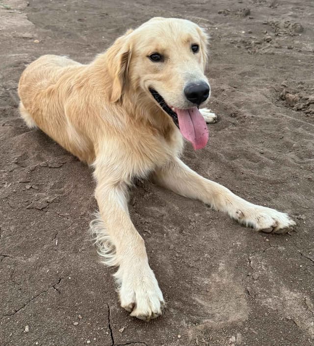 Pure Breed Golden Retriever Puppies media 14