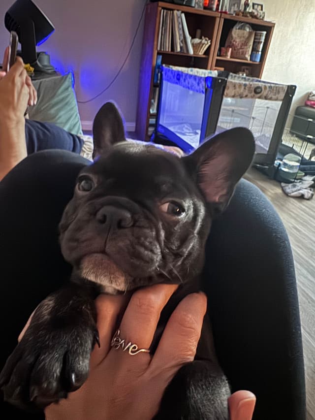 French Bulldog Puppies media 3