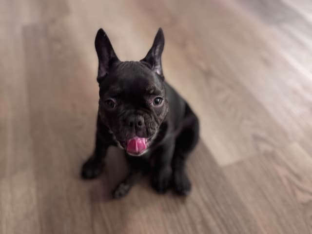 French Bulldog Puppies media 5
