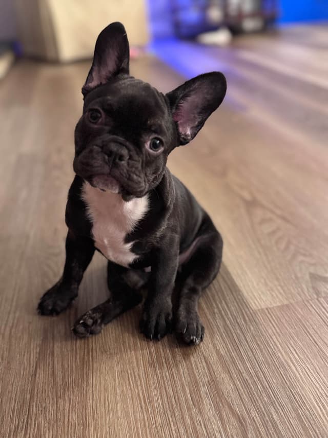 French Bulldog Puppies media 6