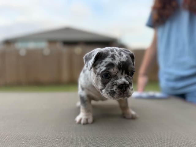 French Bulldog Puppies media 3