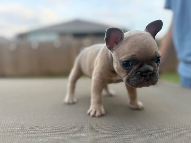 French Bulldog Puppies media 2