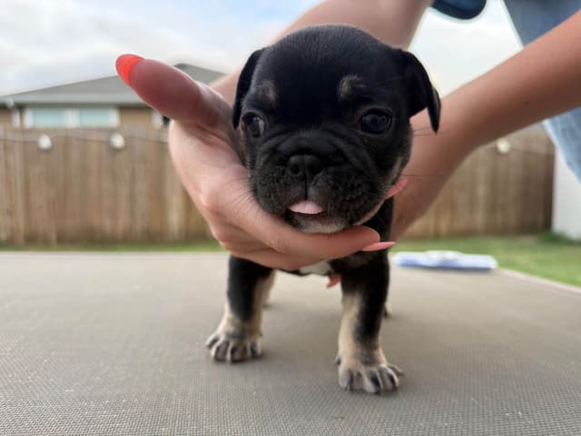 French Bulldog Puppies media 4