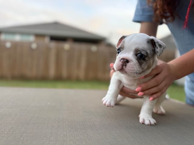 French Bulldog Puppies media 5