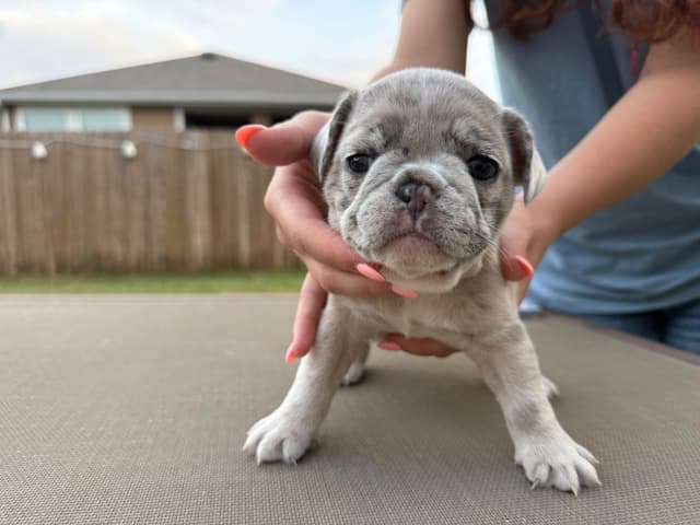 French Bulldog Puppies media 6