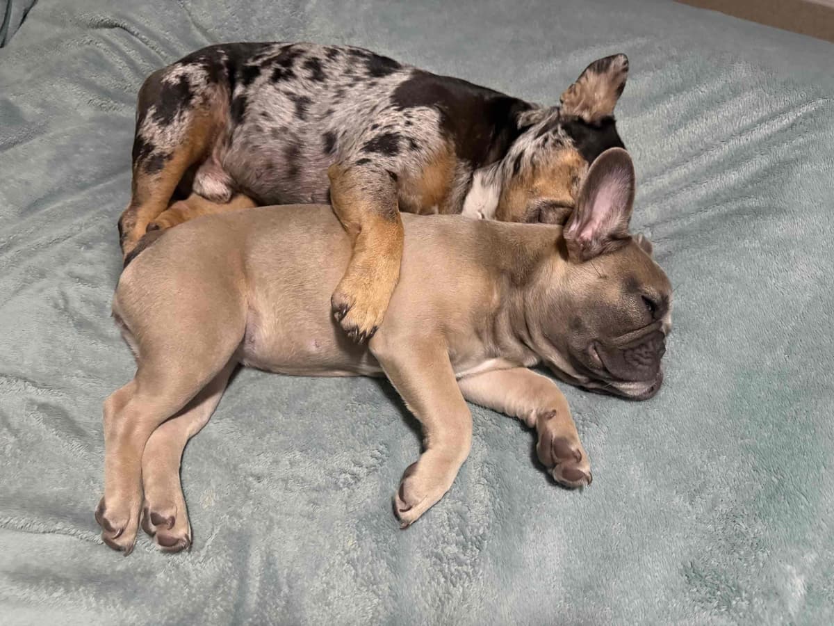 French Bulldog Puppies breeder image 2
