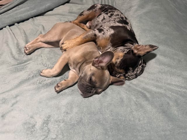French Bulldog Puppies media 7