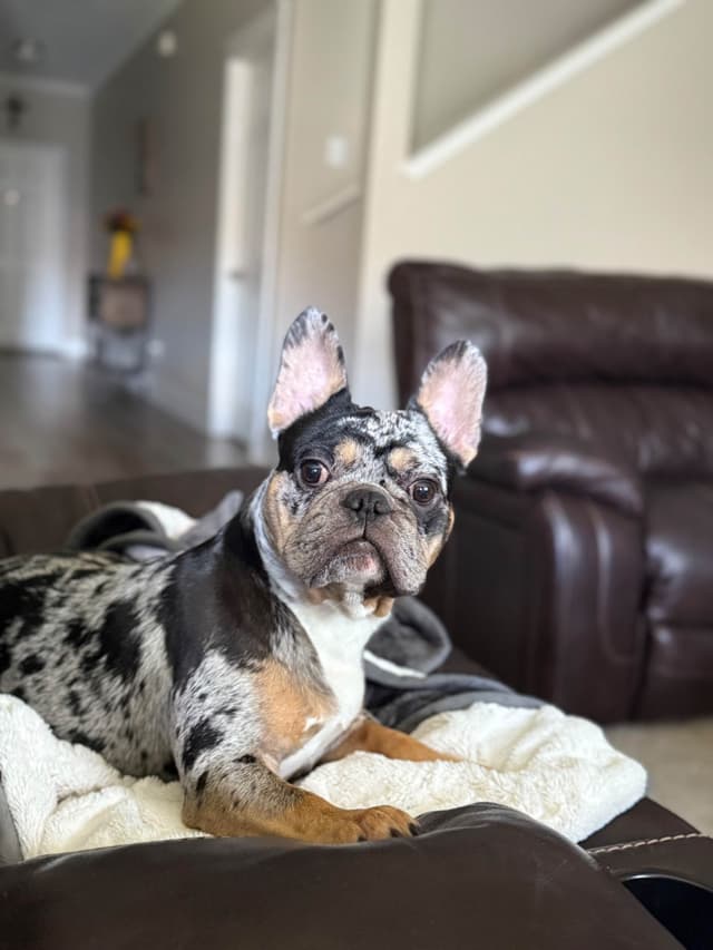 French Bulldog Puppies media 8