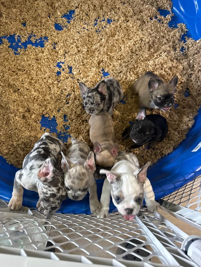 French Bulldog Puppies media 10