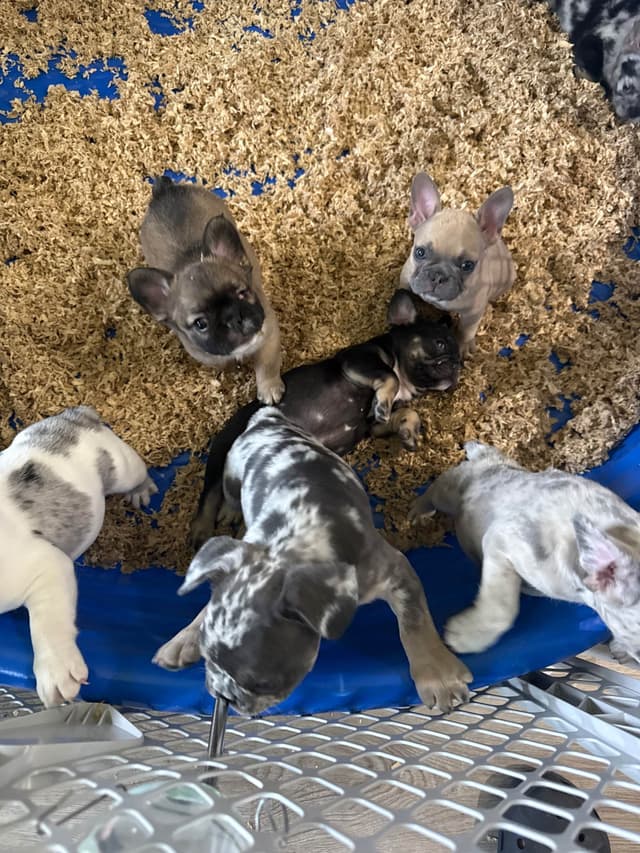 French Bulldog Puppies media 11