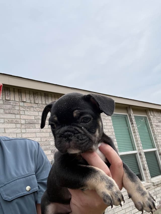 French Bulldog Puppies media 12